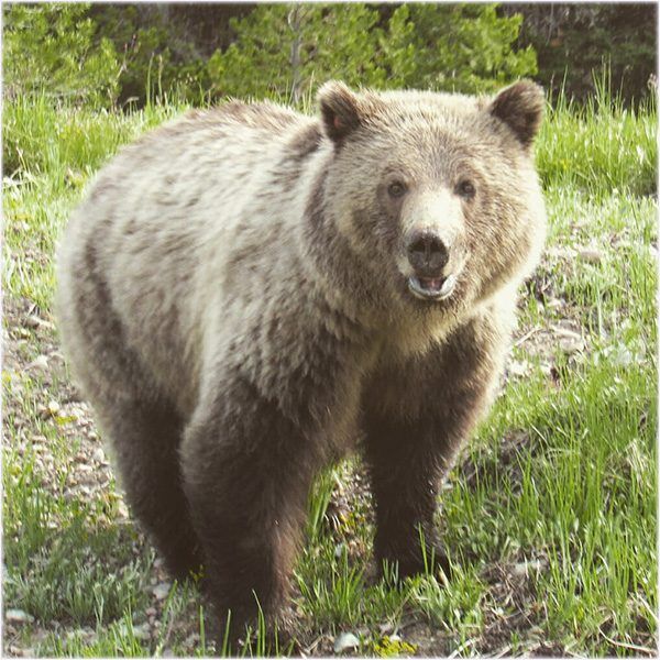Grand Teton Grizzly known as Blondie for her light colored fur