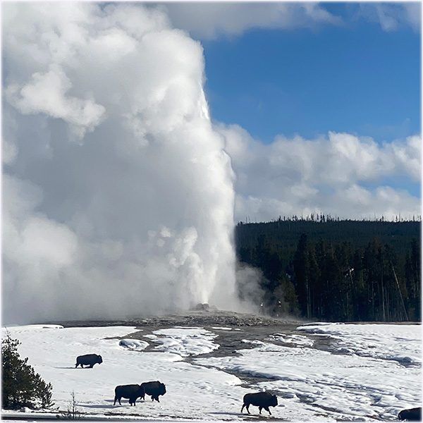 Bison walk in front of an erupting Old Faithful Geyser in Winter