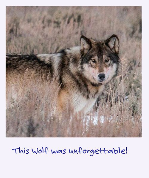 a polaroid image of a wolf