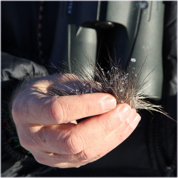 A guides hands holding moose hair that had been shed on the snow.