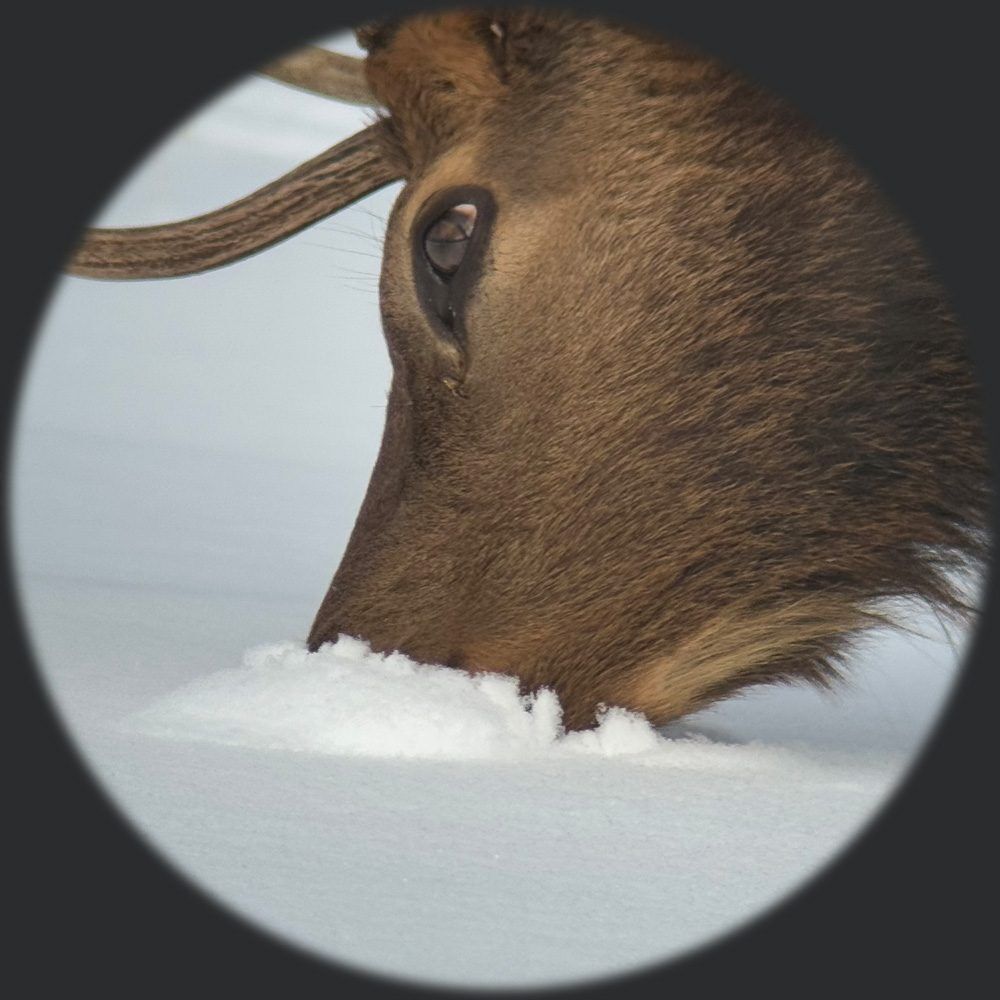 Website1000x1000Close Guides of Jackson Hole An Elk looks for food under the snow in a close-up shot taken through a spotting scope