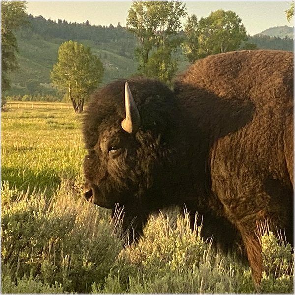 Profile of a Bull Bison in Grand Teton National Park