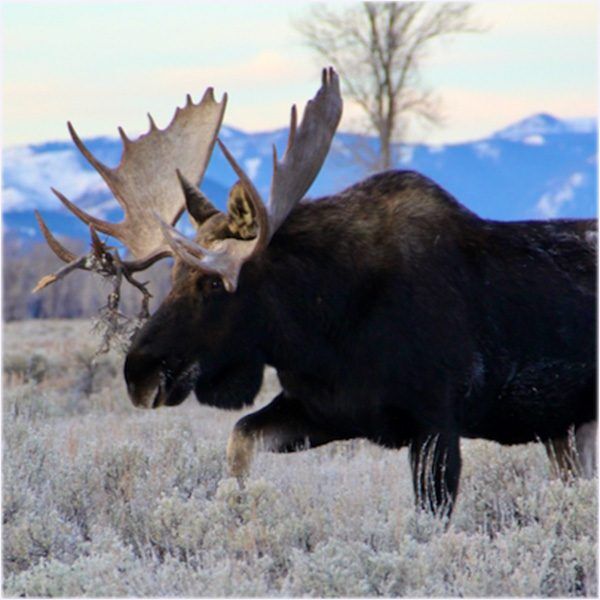 Bull Moose out and about in Jackson Hole.