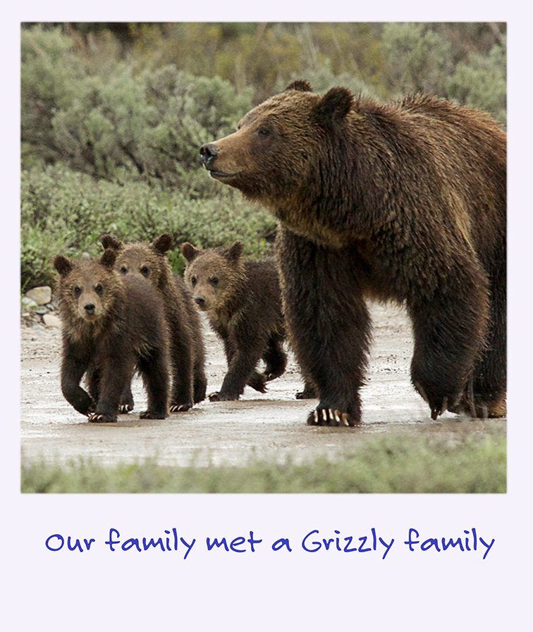 a polaroid image of a grizzly sow and three cubs