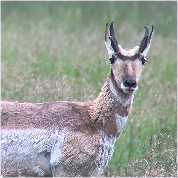 Pronghorn with head turned showing the protruding eye sockets