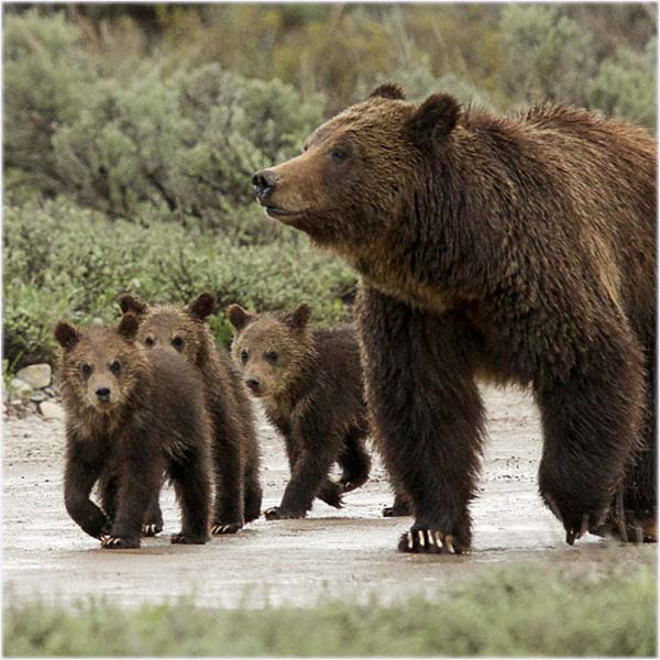 A man stands on a cooler to view wildlife over the top of a snow bank.