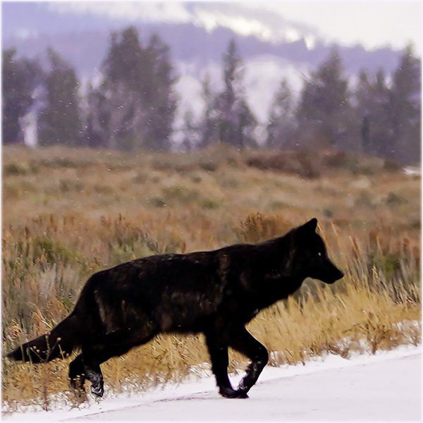 a black wolf about to cross a snowy roadway.