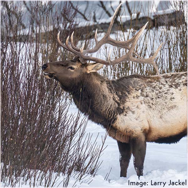 An Bull Elk eating willows in winter