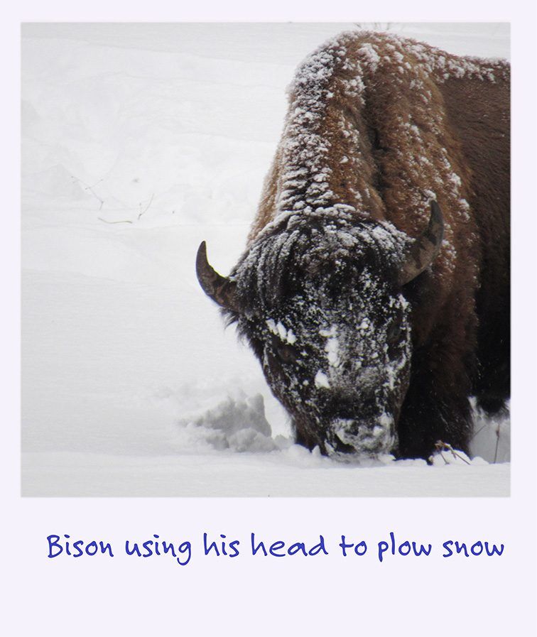 a polaroid image of a bison in the snow