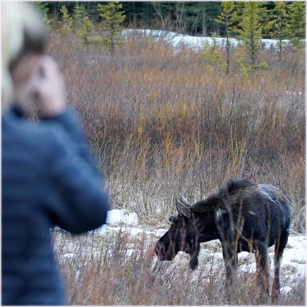 A woman taking a photo of a moose from a responsible distance.