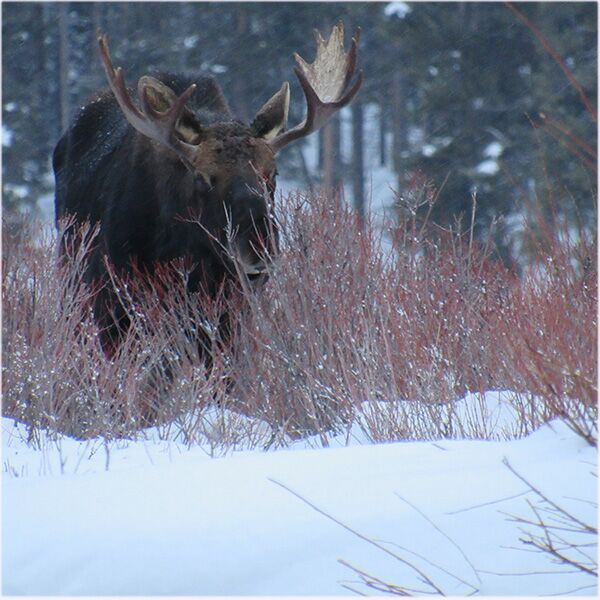 GrandTetonWinterTourBullMoose Guides of Jackson Hole a bull moose browsing on red willow branches in the winter