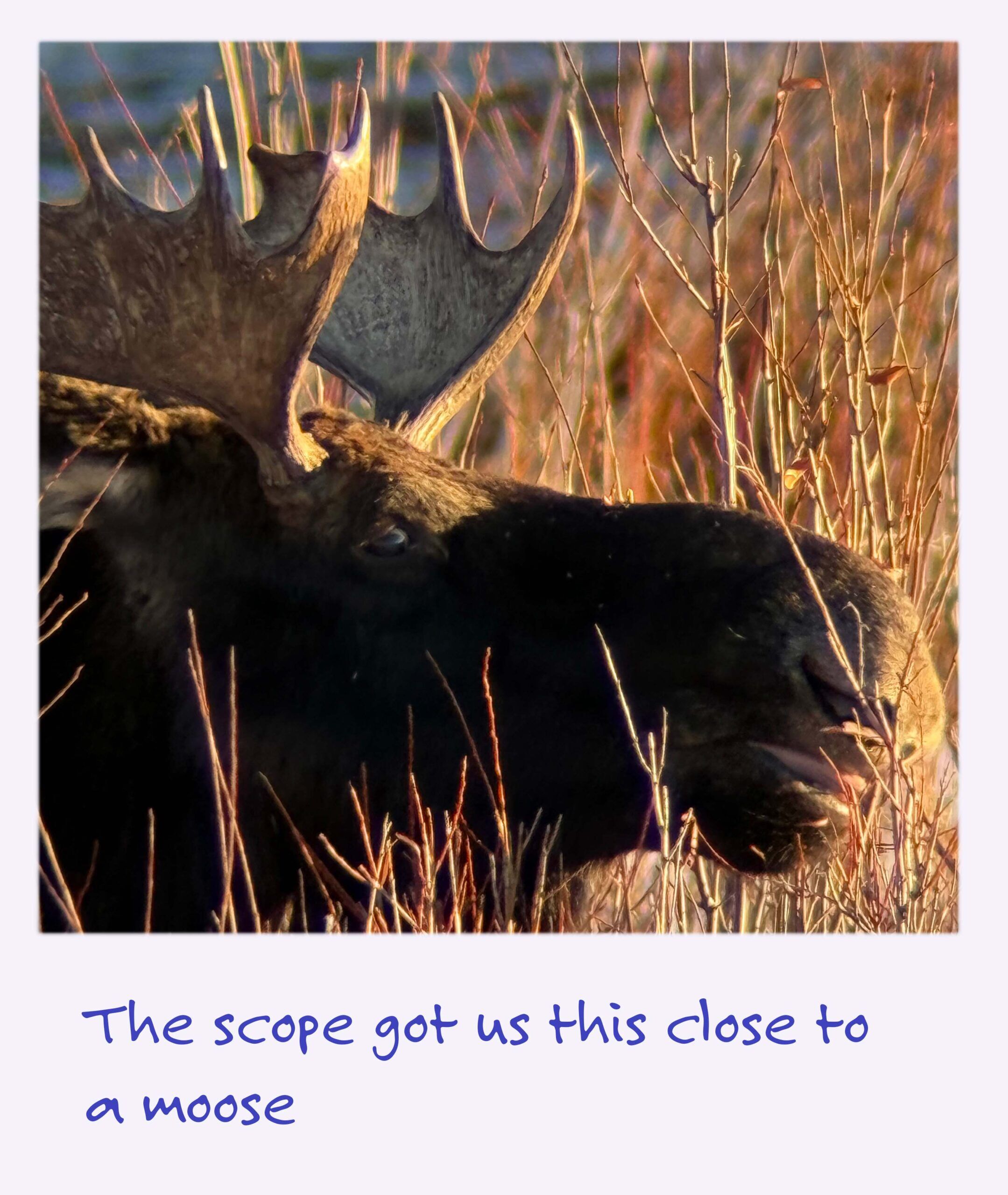 a polaroid image of the head of a moose eating twigs